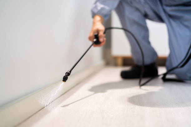Licensed Ant Control service in Brownfield, TX - Show Me Pest Control